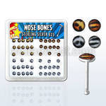 nblgx6 box of silver nose bones w assorted tiger leopard logo